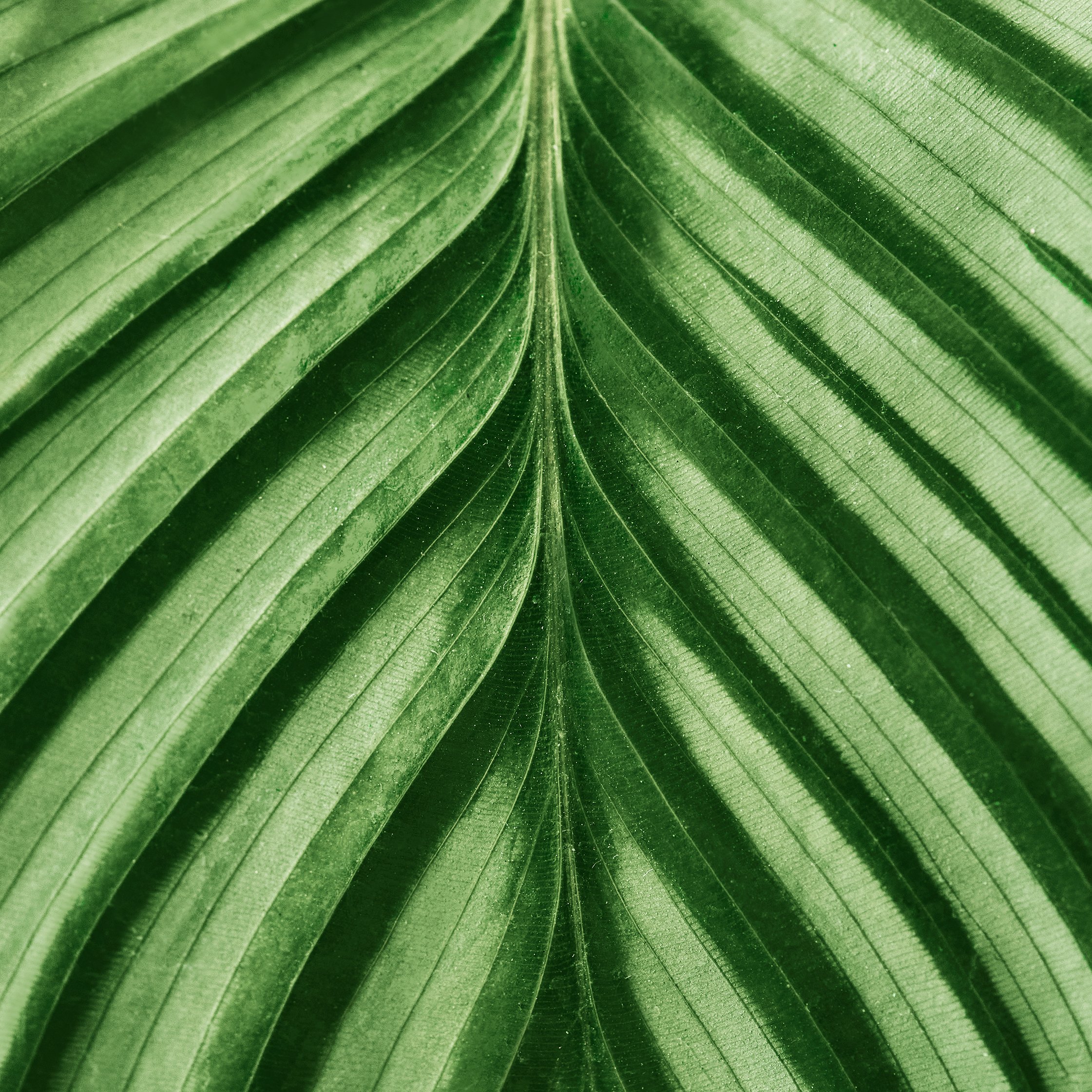 leafs